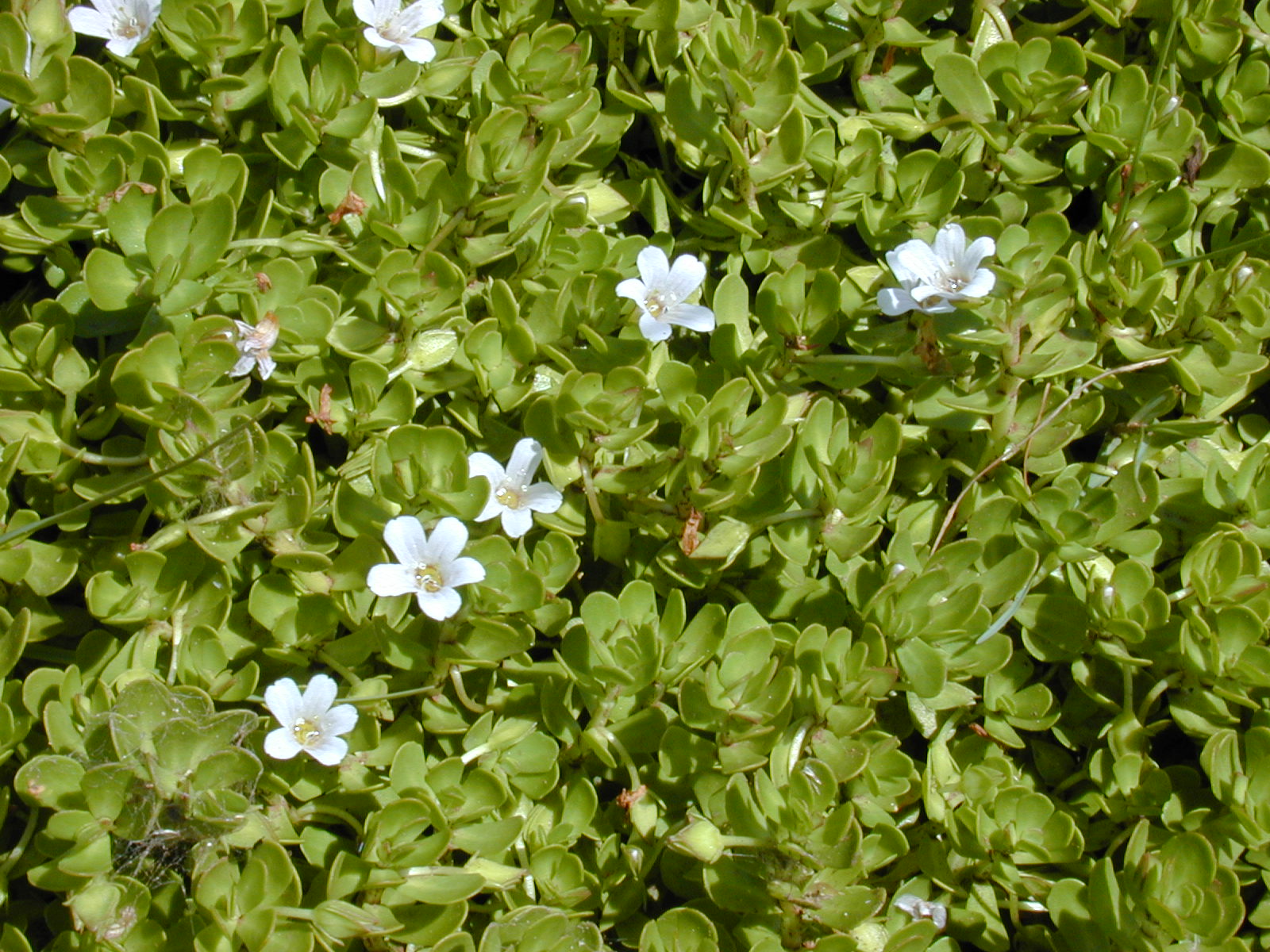 Magical Benefits of Brahmi, # 3 on our list of Ayurvedic Miracles – The ...