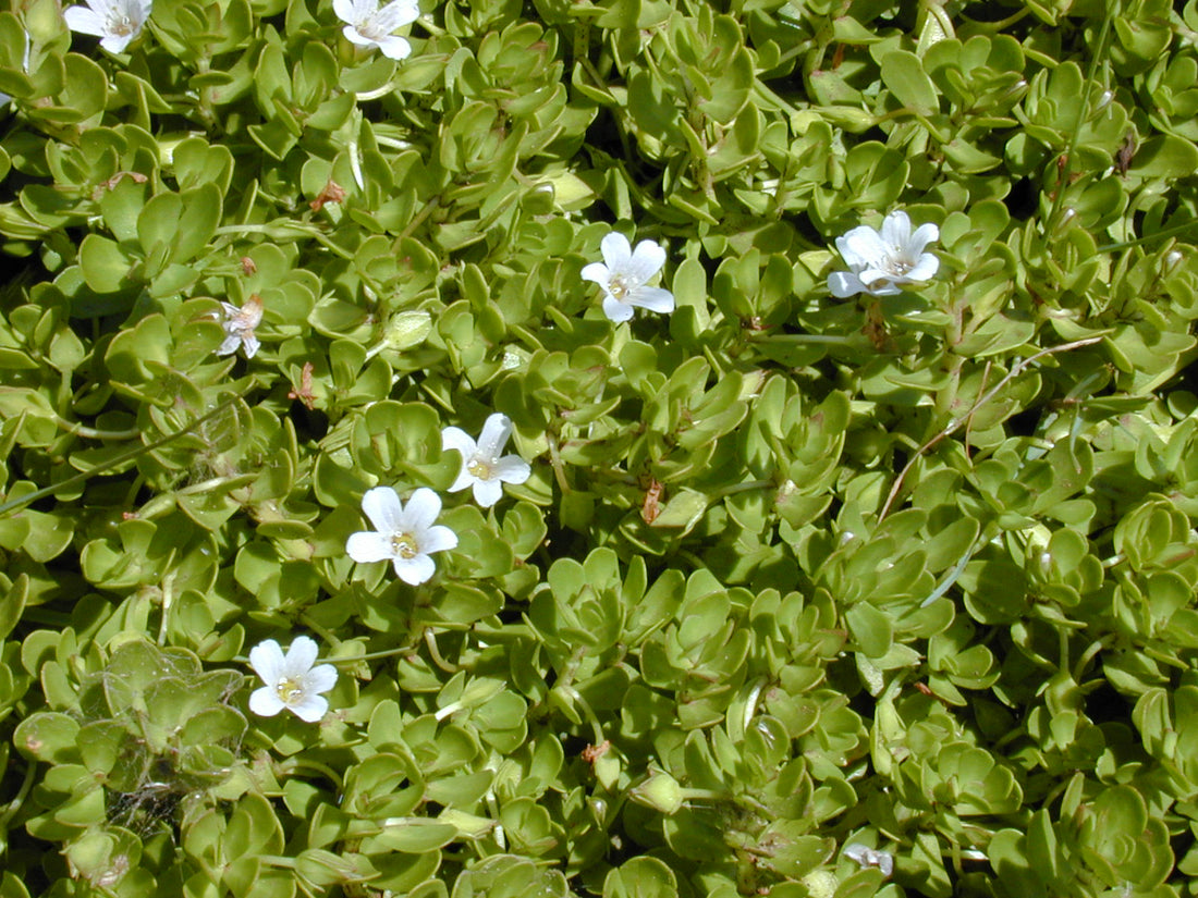 Magical Benefits of Brahmi, # 3 on our list of Ayurvedic Miracles