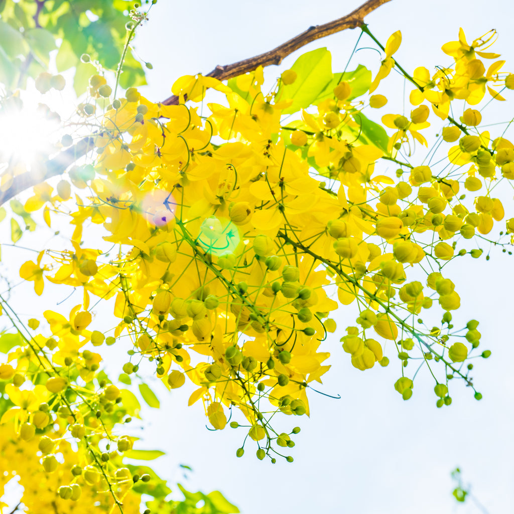 5 Ways Cassia Obovata Can Help Your Hair