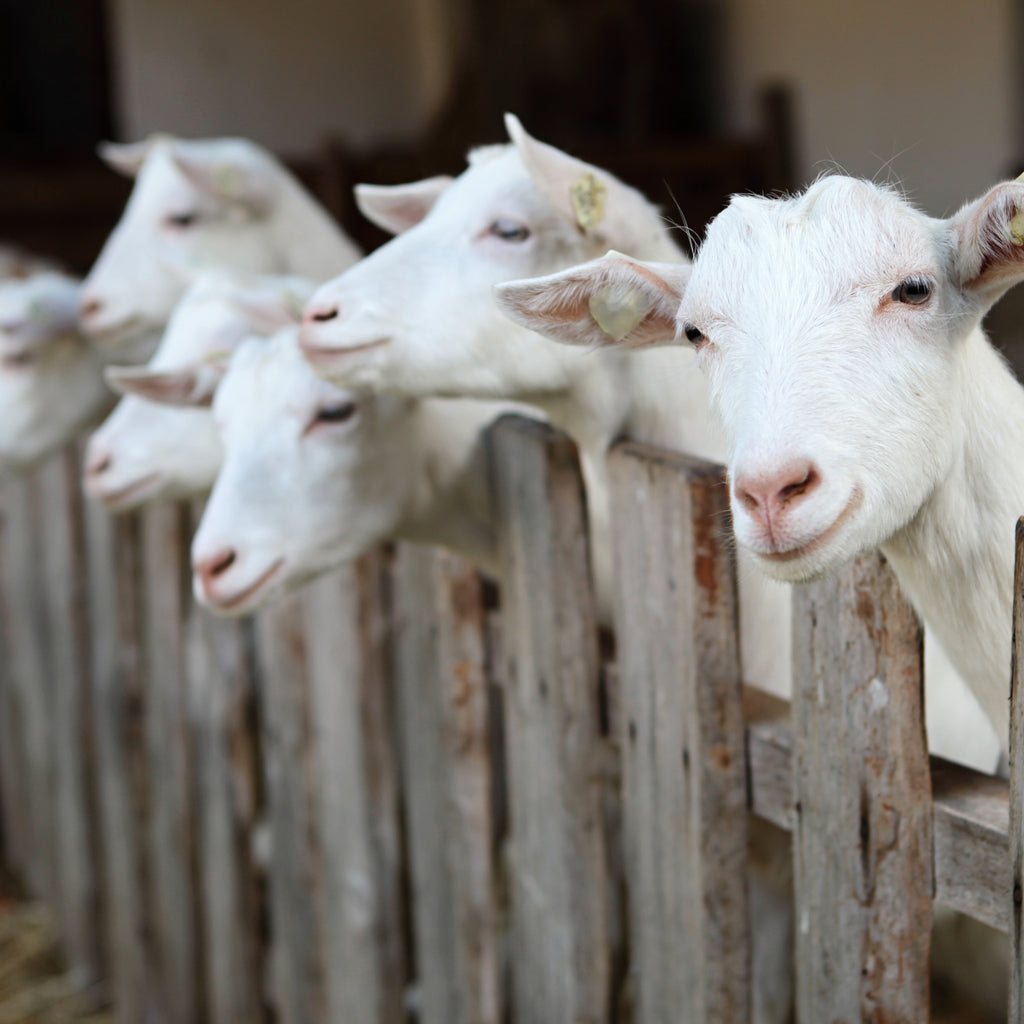 The Top 3 Benefits of Goat Milk for Skin